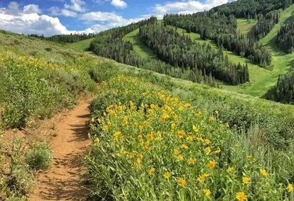 Deer Valley ski runs in summer