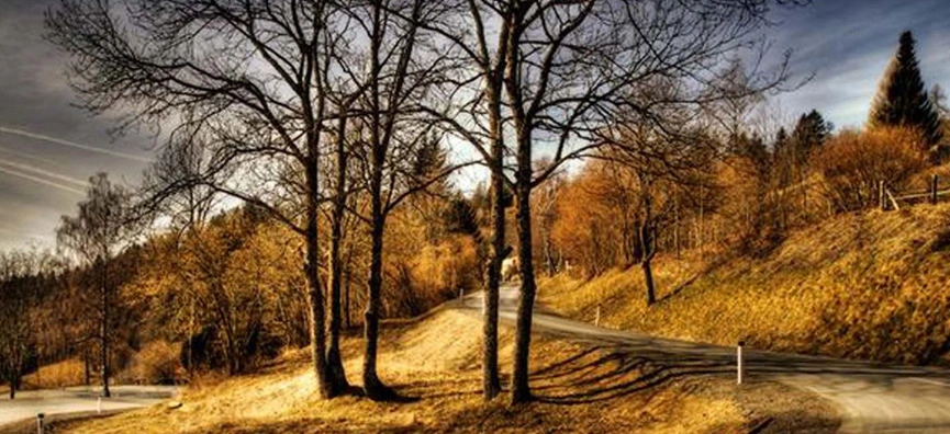 Summit Park Park City Autumn Trees