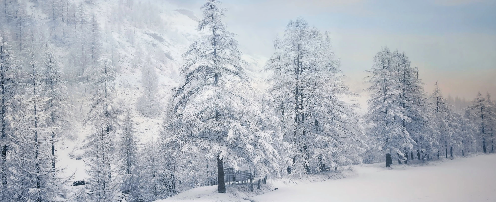 snowed trees in Park City Communities